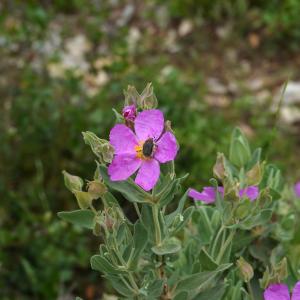 Photographie n°2509327 du taxon Cistus albidus L.