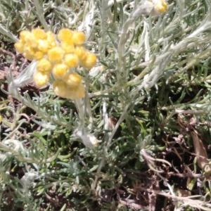 Photographie n°2509350 du taxon Helichrysum stoechas (L.) Moench [1794]