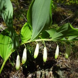 Photographie n°2509406 du taxon Polygonatum odoratum (Mill.) Druce