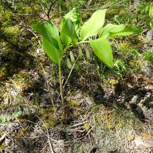 Photographie n°2509407 du taxon Polygonatum odoratum (Mill.) Druce