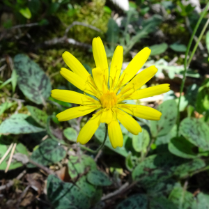 Photographie n°2509408 du taxon Hieracium maculatum Schrank [1789]