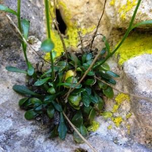 Photographie n°2509417 du taxon Kernera saxatilis (L.) Sweet [1827]