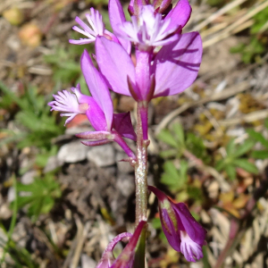 Photographie n°2509418 du taxon Polygala vulgaris L. [1753]