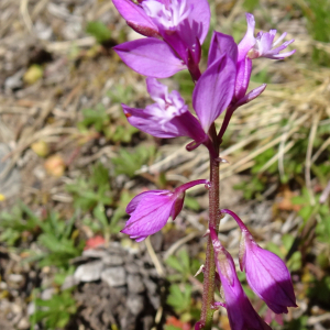 Photographie n°2509419 du taxon Polygala vulgaris L. [1753]