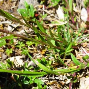 Photographie n°2509420 du taxon Polygala vulgaris L. [1753]