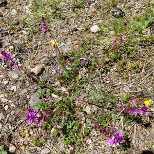 Photographie n°2509421 du taxon Polygala vulgaris L. [1753]