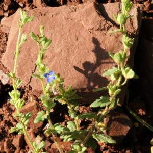 Photographie n°2509422 du taxon Veronica praecox All.