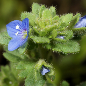 Photographie n°2509423 du taxon Veronica praecox All.