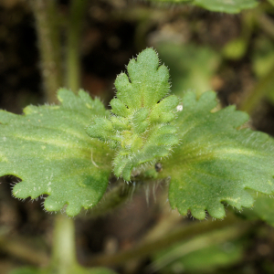 Photographie n°2509427 du taxon Veronica praecox All.