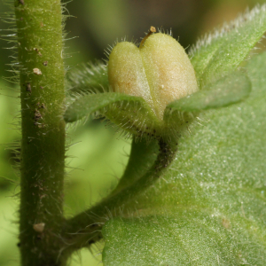 Photographie n°2509429 du taxon Veronica praecox All.