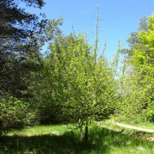 Photographie n°2509437 du taxon Malus sylvestris Mill. [1768]