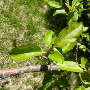 Photographie n°2509439 du taxon Malus sylvestris Mill. [1768]