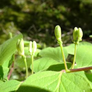 Photographie n°2509447 du taxon Lonicera xylosteum L.