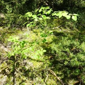 Photographie n°2509450 du taxon Lonicera xylosteum L.