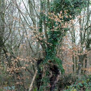 Photographie n°2509492 du taxon Carpinus betulus