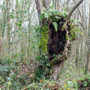 Photographie n°2509496 du taxon Carpinus betulus