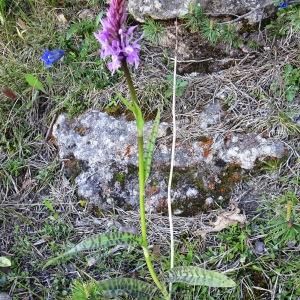 Photographie n°2509578 du taxon Dactylorhiza fuchsii (Druce) Soó [1962]