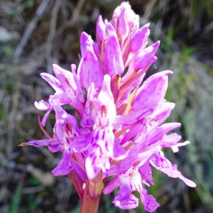 Photographie n°2509590 du taxon Dactylorhiza majalis (Rchb.) P.F.Hunt & Summerh. [1965]