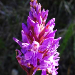 Photographie n°2509591 du taxon Dactylorhiza majalis (Rchb.) P.F.Hunt & Summerh. [1965]