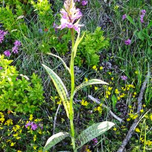 Photographie n°2509595 du taxon Dactylorhiza fuchsii (Druce) Soó [1962]