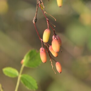 Photographie n°2509620 du taxon Berberis vulgaris L. [1753]