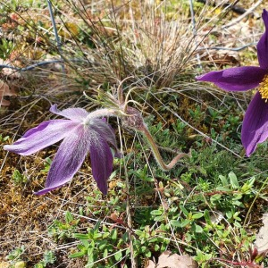 Photographie n°2509627 du taxon Anemone pulsatilla L. [1753]