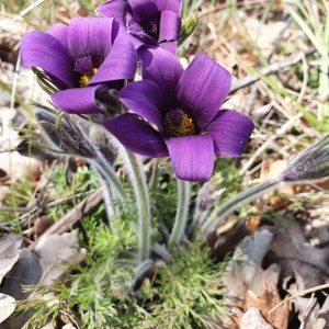 Photographie n°2509628 du taxon Anemone pulsatilla L. [1753]