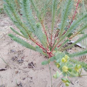 Photographie n°2509644 du taxon Euphorbia paralias L. [1753]