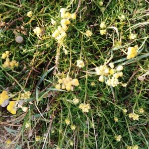 Photographie n°2509652 du taxon Helichrysum stoechas (L.) Moench [1794]