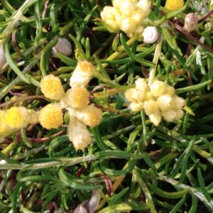 Photographie n°2509653 du taxon Helichrysum stoechas (L.) Moench [1794]