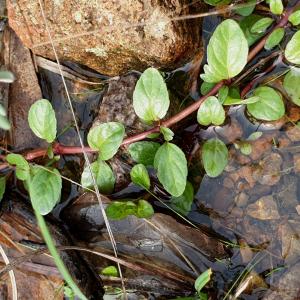 Photographie n°2509681 du taxon Veronica beccabunga L. [1753]