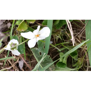 Viola odorata L. subsp. odorata var. odorata f. odorata 