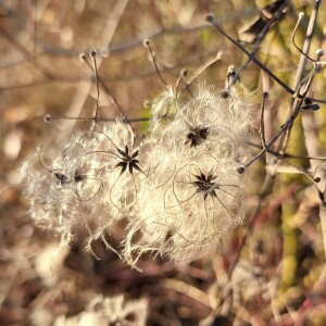  - Clematis vitalba L. [1753]