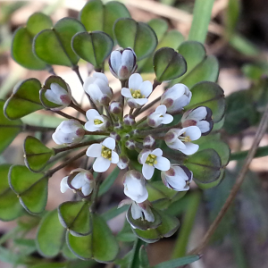 Photographie n°2509824 du taxon Thlaspi perfoliatum L. [1753]