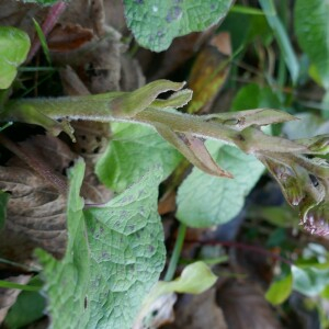 Photographie n°2509833 du taxon Petasites pyrenaicus (L.) G.López [1986]