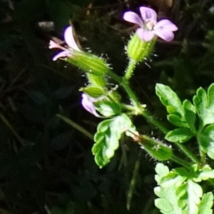 Photographie n°2509909 du taxon Geranium robertianum L. [1753]