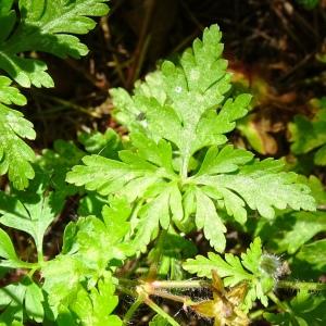 Photographie n°2509910 du taxon Geranium robertianum L. [1753]