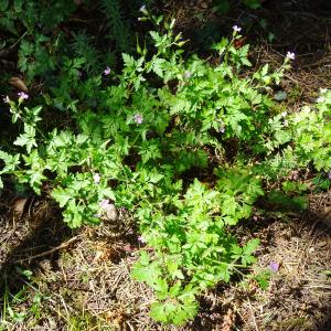 Photographie n°2509911 du taxon Geranium robertianum L. [1753]