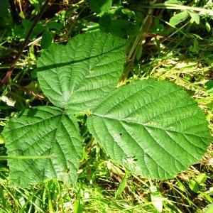 Photographie n°2509913 du taxon Rubus caesius L. [1753]