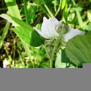 Photographie n°2509914 du taxon Rubus caesius L. [1753]