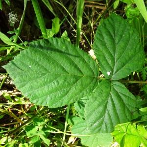 Photographie n°2509915 du taxon Rubus caesius L. [1753]