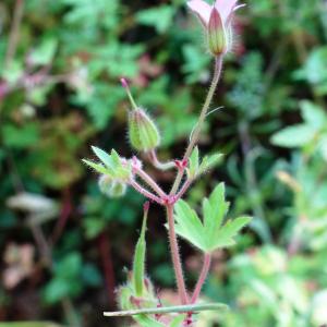 Photographie n°2509947 du taxon Geranium rotundifolium L. [1753]