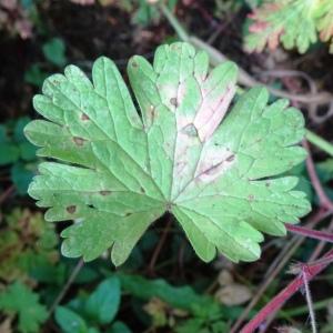 Photographie n°2509948 du taxon Geranium rotundifolium L. [1753]