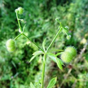 Photographie n°2509966 du taxon Galium aparine L. [1753]