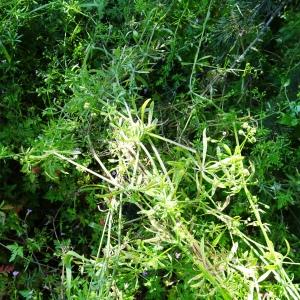 Photographie n°2509970 du taxon Galium aparine L. [1753]