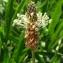  Alain Bigou - Plantago lanceolata L.