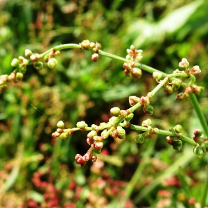 Photographie n°2510059 du taxon Rumex acetosella L. [1753]