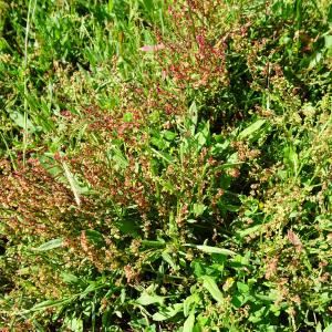 Photographie n°2510060 du taxon Rumex acetosella L. [1753]