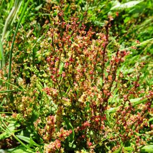 Photographie n°2510061 du taxon Rumex acetosella L. [1753]