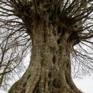 Photographie n°2510120 du taxon Carpinus betulus